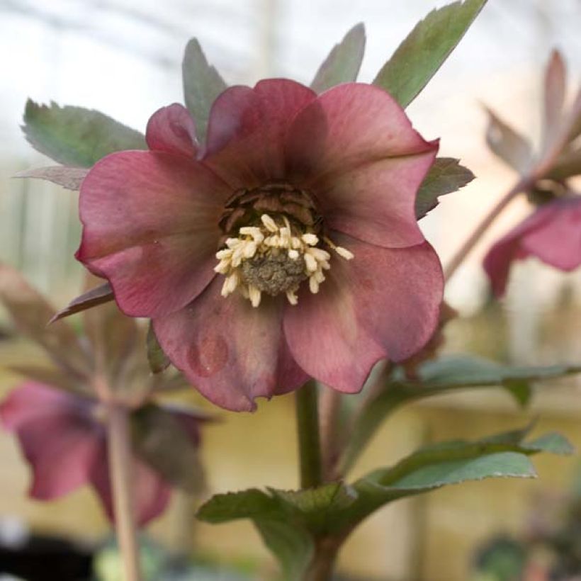 Helleborus orientalis subsp. abchasicus (Floración)