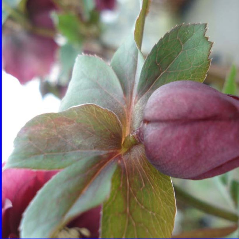 Eléboro oriental Double Rojo (Follaje)