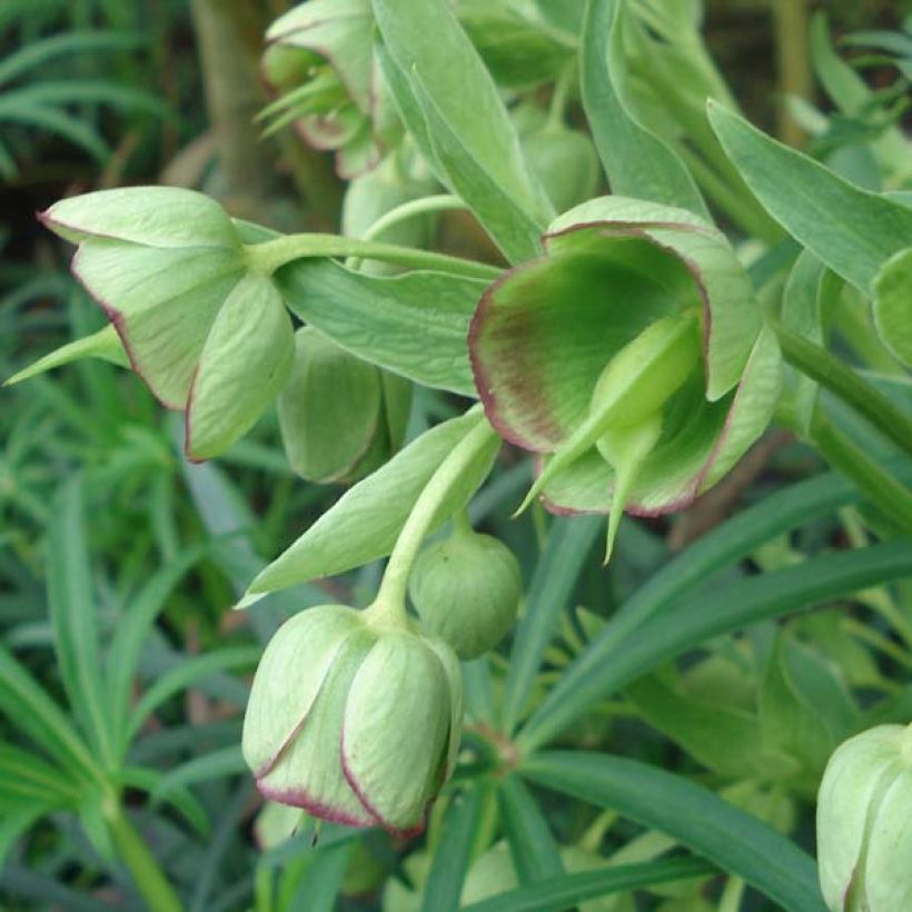 Eléboro fétido - Helleborus foetidus (Floración)