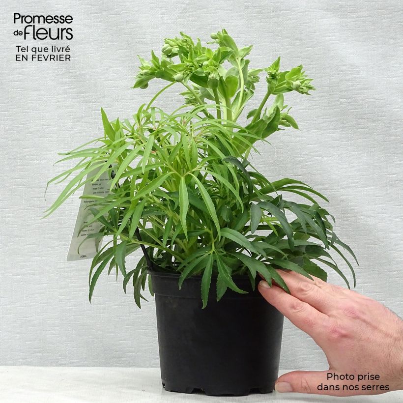 Hellébore foetidus Yellow Pot de 1,5L/2L Ejemplar entregado en invierno