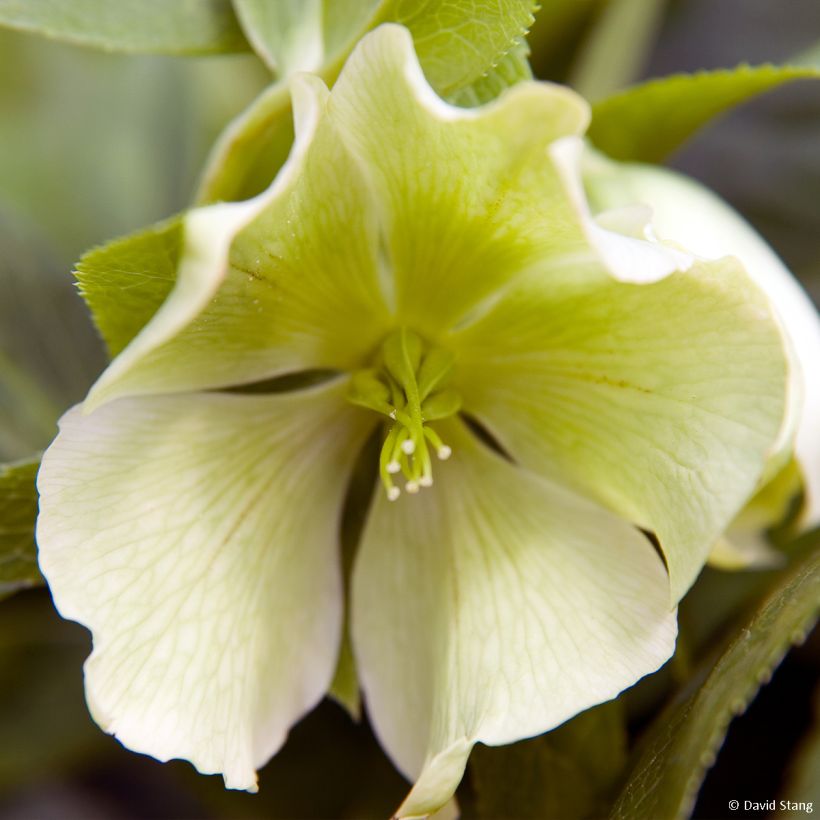 Eléboro oriental Yellow Lady (Floración)