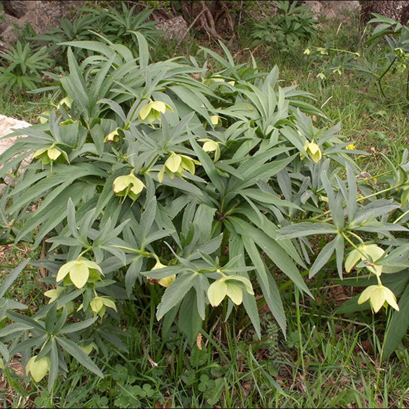 Eléboro multifidus - Helleboro múltiple (Porte)