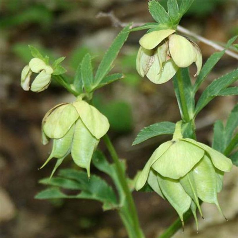 Eléboro multifidus ssp. bocconei (Floración)