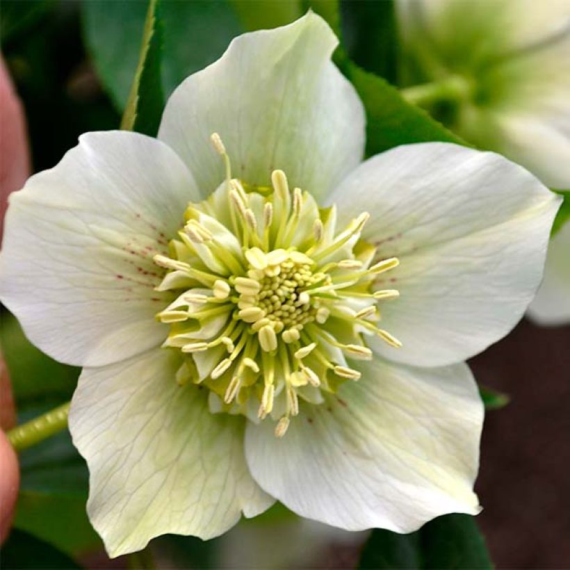 Eléboro oriental Anemone Blanco (Floración)