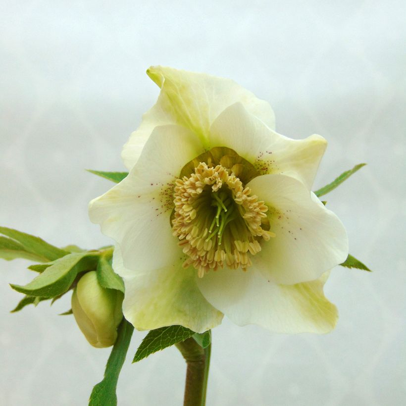 Eléboro oriental Anemone White Spotted (Floración)