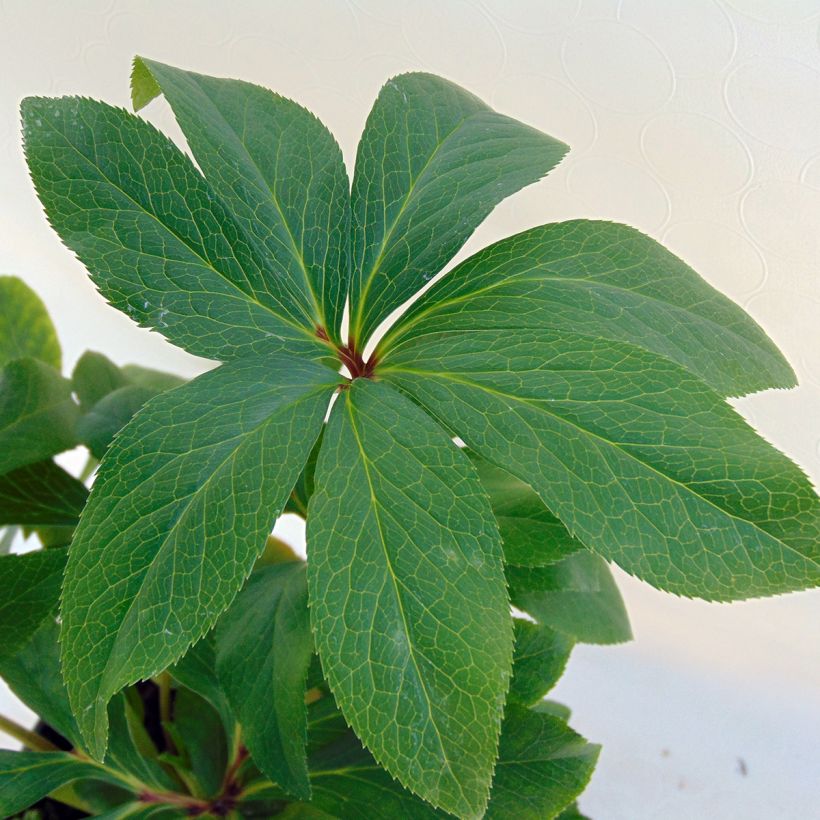 Eléboro oriental Double Green Spotted (Follaje)