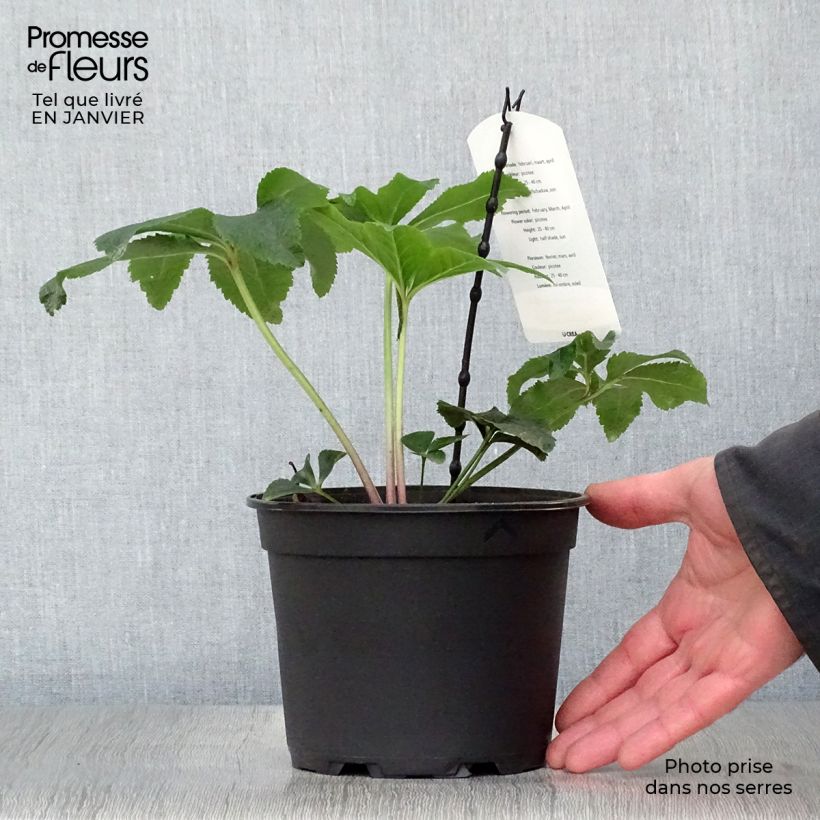 Hellébore orientale Picotee Pot de 2L/3L Ejemplar entregado en invierno