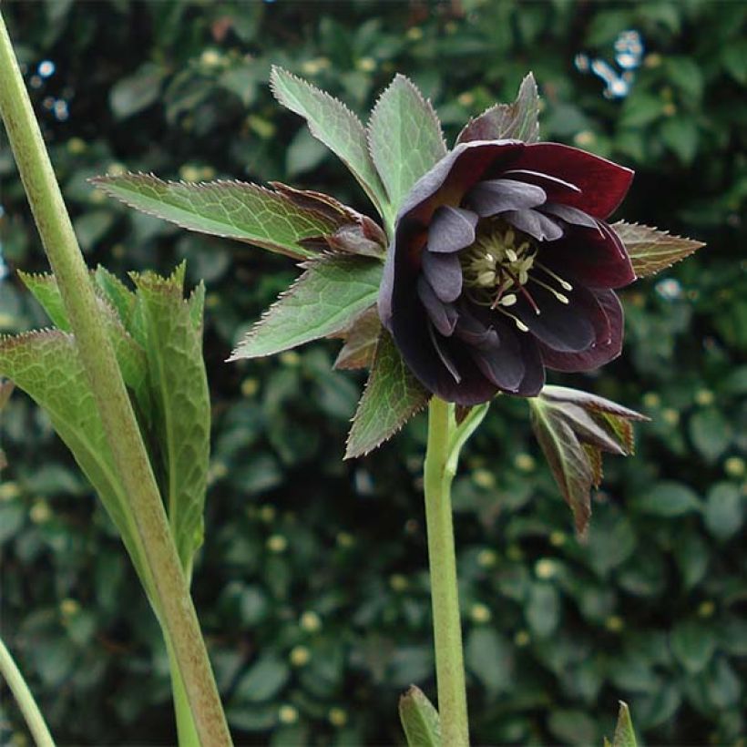 Eléboro oriental Double Black (Porte)