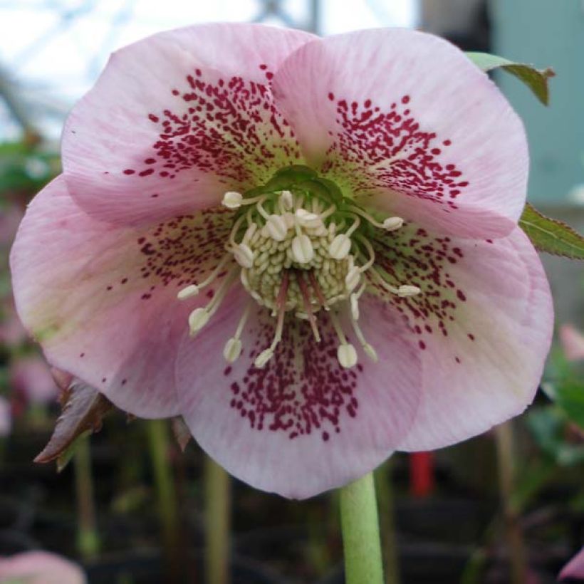 Eléboro oriental Pink Spotted (Floración)