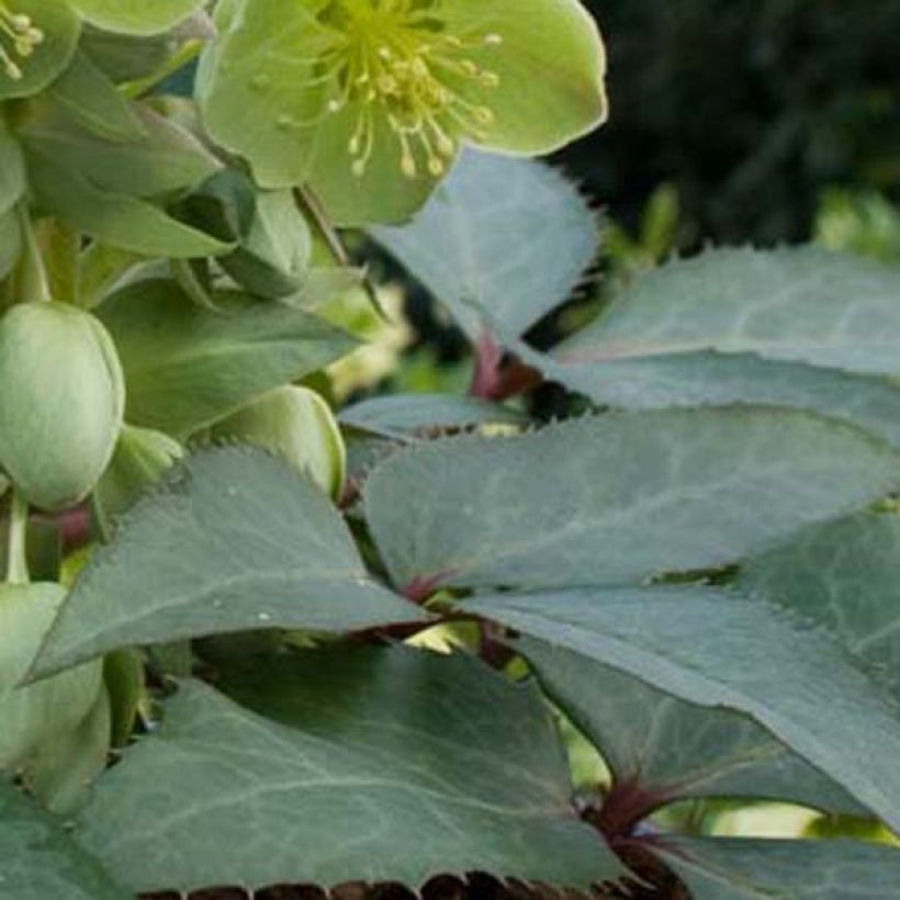 Eléboro de Stern - Helleborus sternii (Follaje)