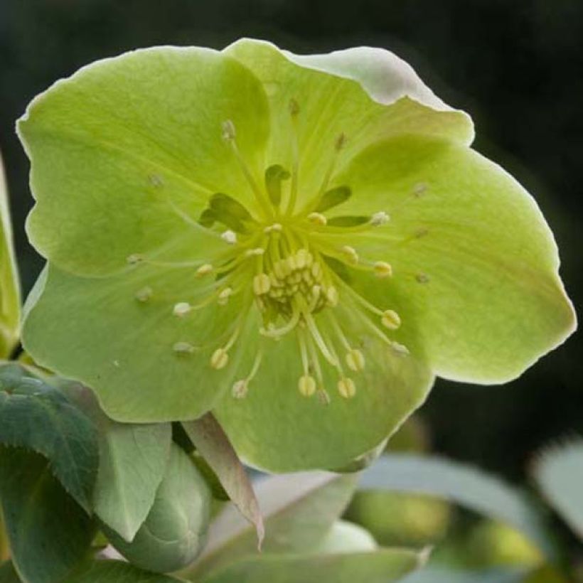 Eléboro de Stern - Helleborus sternii (Floración)