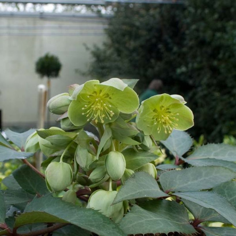 Eléboro de Stern - Helleborus sternii (Porte)