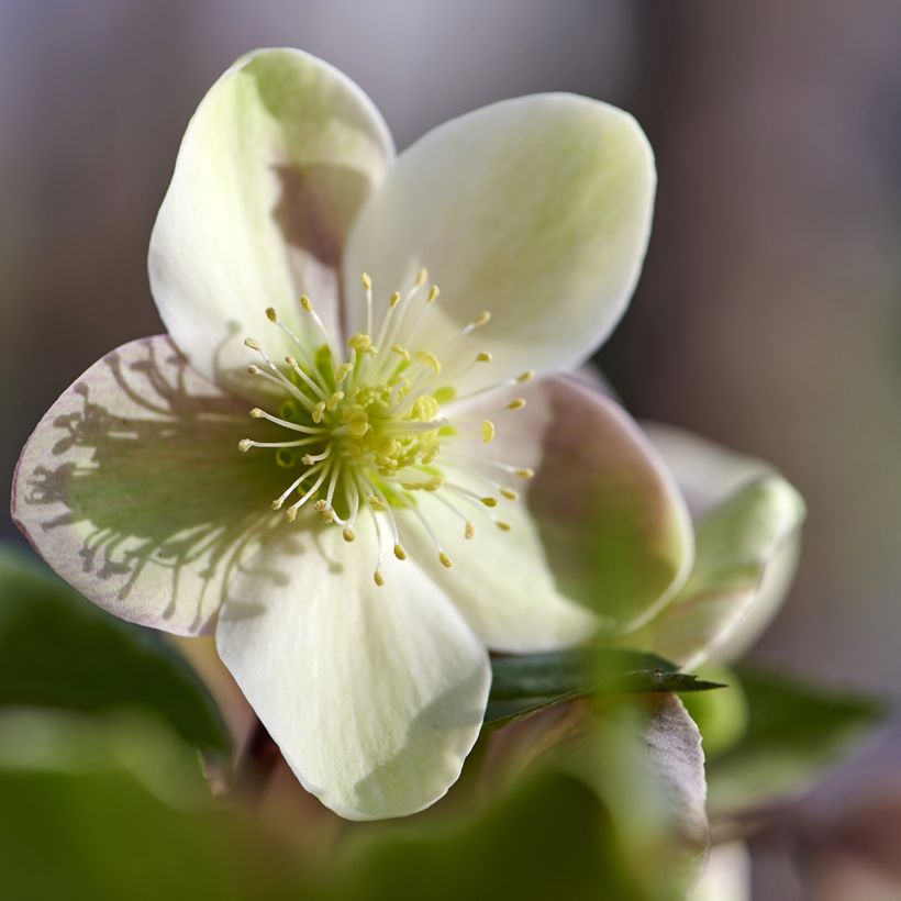 Eléboro oriental ViV Valeria (Floración)