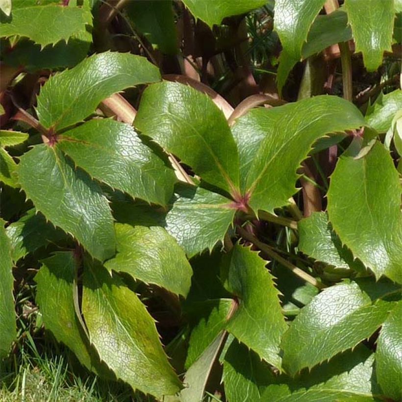 Eléboro de Córcega - Helleborus argutifolius (Follaje)