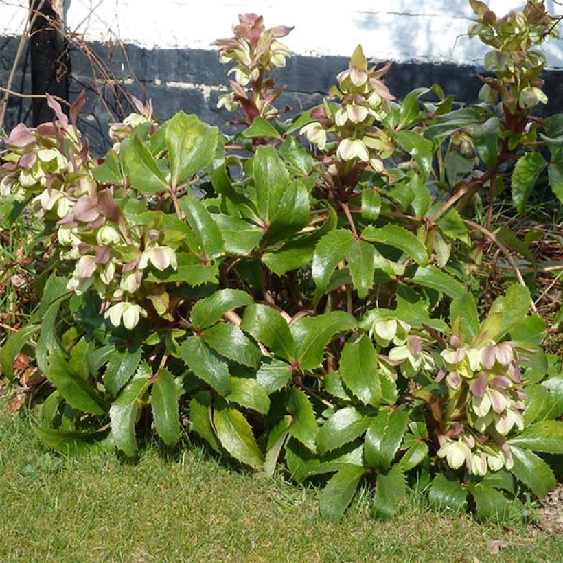 Eléboro de Córcega - Helleborus argutifolius (Porte)