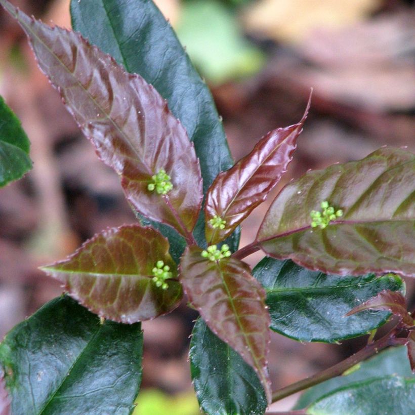 Helwingia chinensis (Floración)