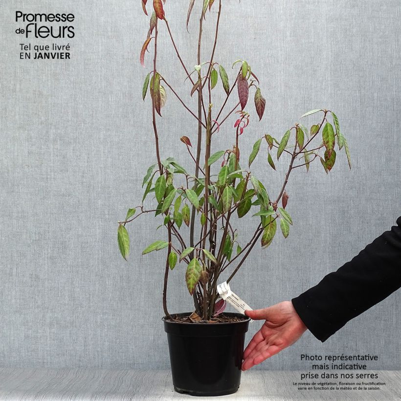 Helwingia chinensis - Helwingie de Chine Pot de 2L/3L Ejemplar entregado en invierno