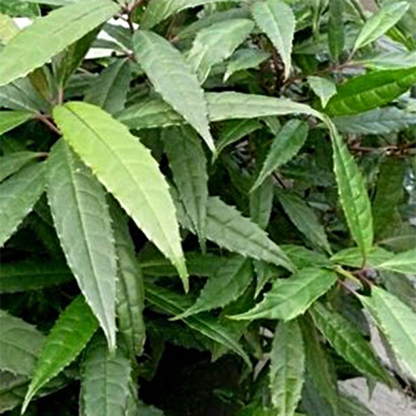 Helwingia chinensis Narrow Leaves (Follaje)