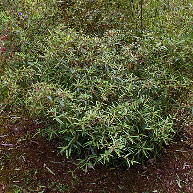 Helwingia chinensis Narrow Leaves (Porte)