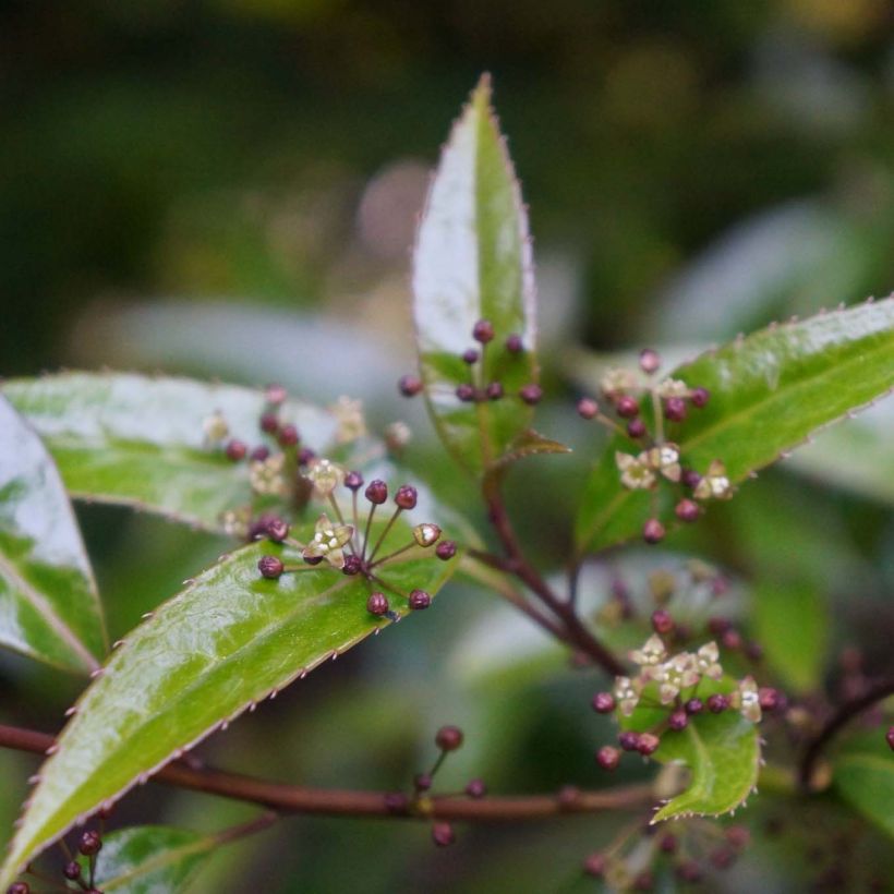 Helwingia himalaica (Floración)