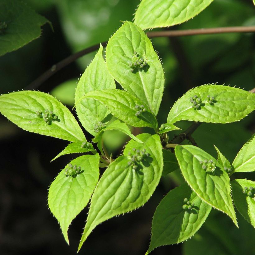 Helwingia japonica (Follaje)