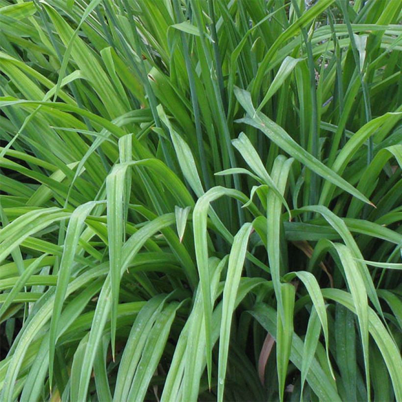 Hemerocallis Angelus Angel (Follaje)