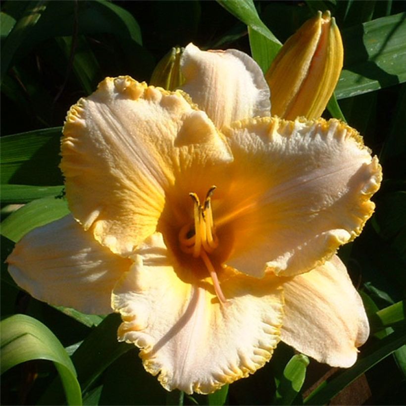 Hemerocallis Angelus Angel (Floración)