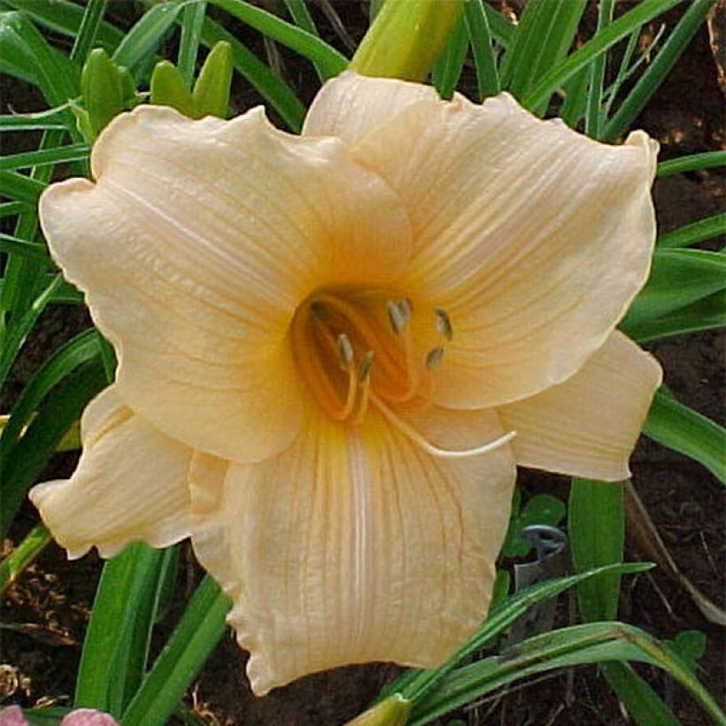 Hemerocallis Annie Welch (Floración)