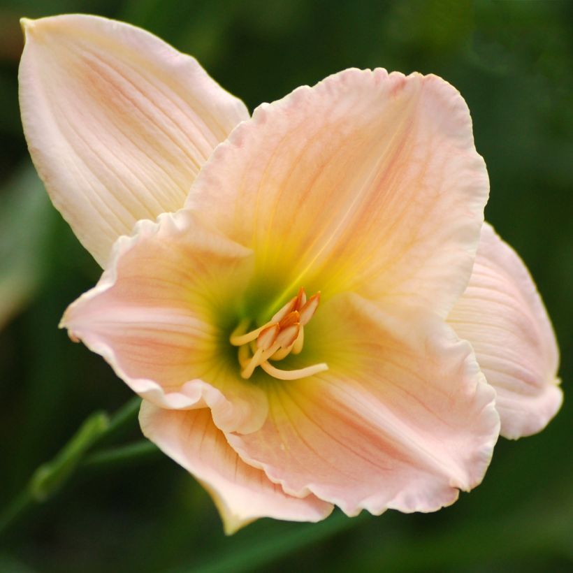 Hemerocallis Ava Michelle (Floración)