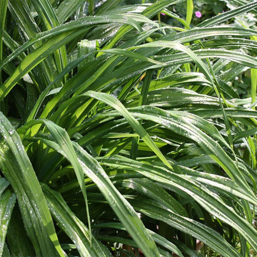 Hemerocallis Betty Wood (Follaje)