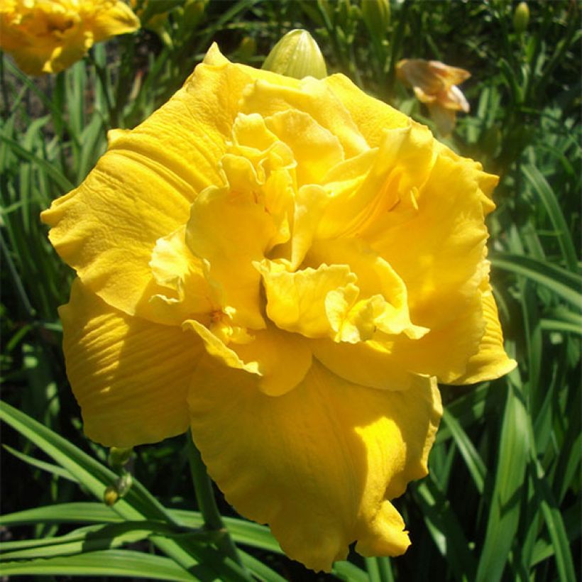 Hemerocallis Betty Wood (Floración)