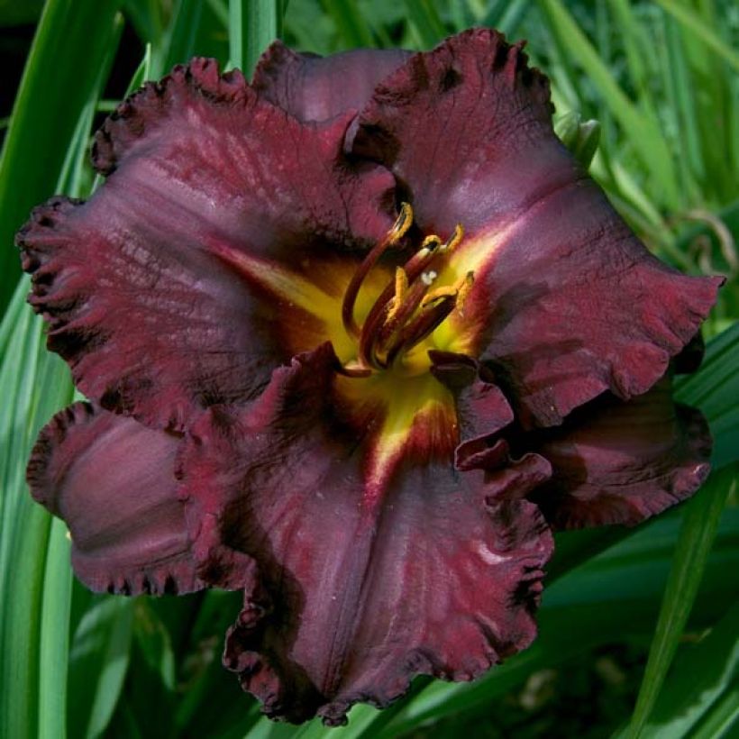 Hemerocallis Black Stockings (Floración)