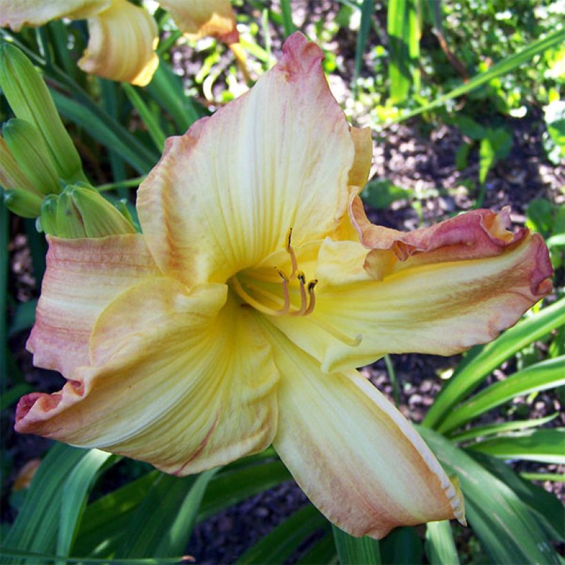 Hemerocallis Boom Town (Floración)