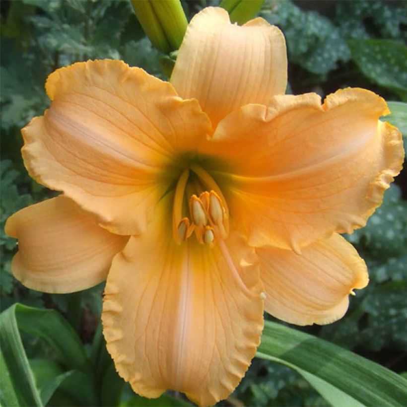 Hemerocallis By Myself (Floración)