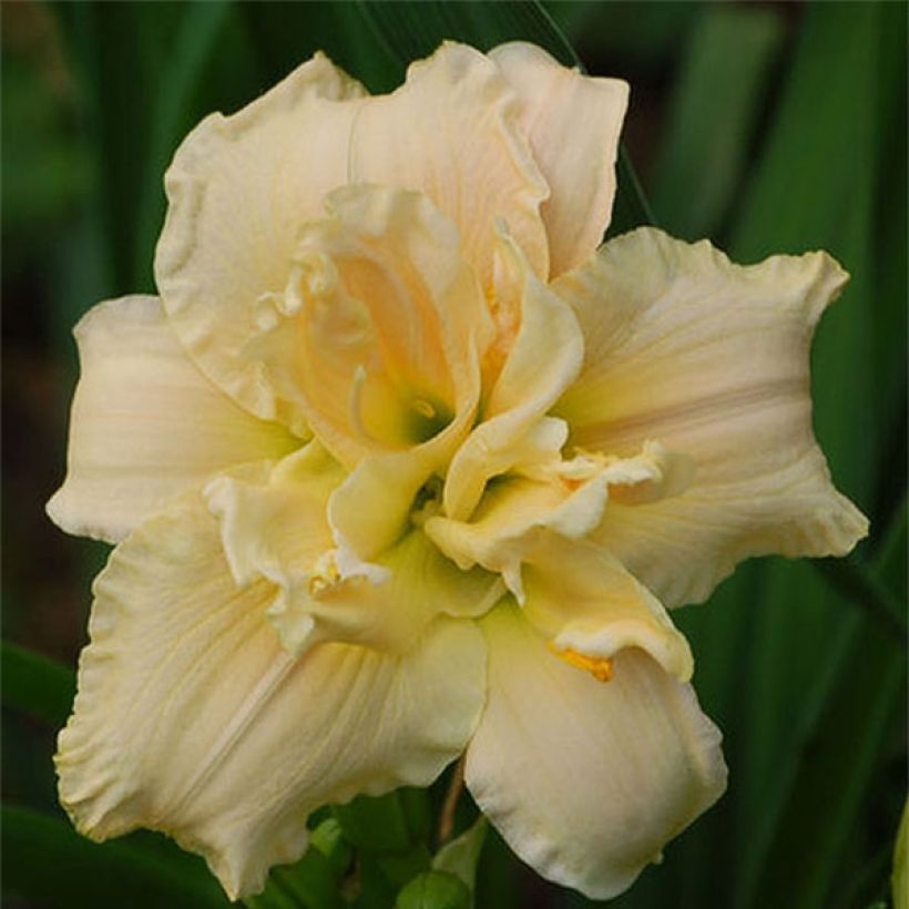 Hemerocallis Chardonnay (Floración)