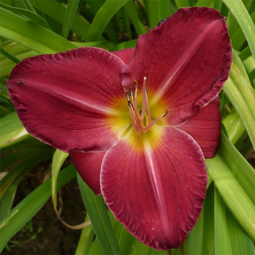 Hemerocallis Charles Johnson (Floración)