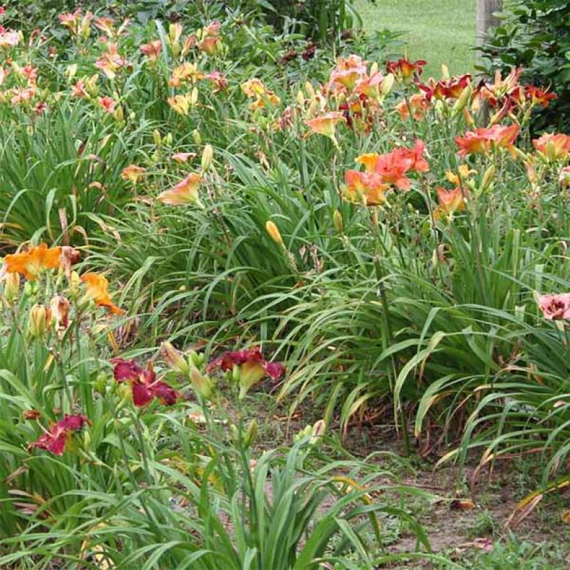 Hemerocallis Charles Johnson (Porte)