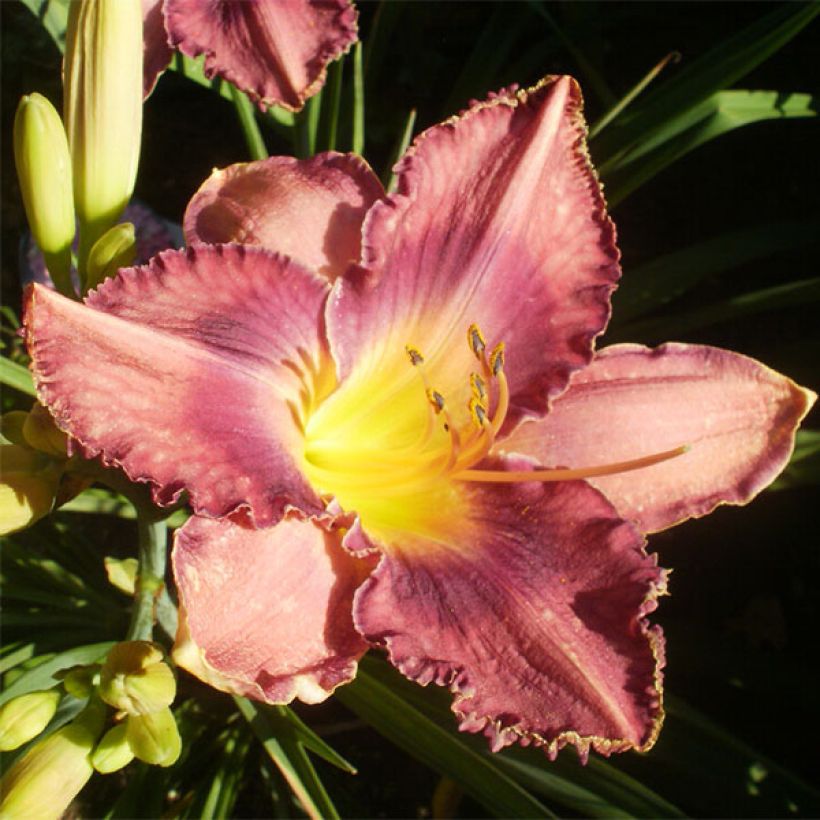 Hemerocallis Chicago Knobby (Floración)