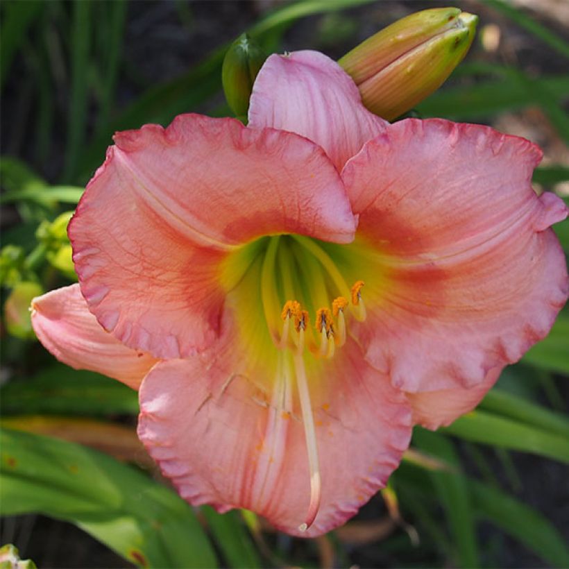 Hemerocallis Chorus Line (Floración)