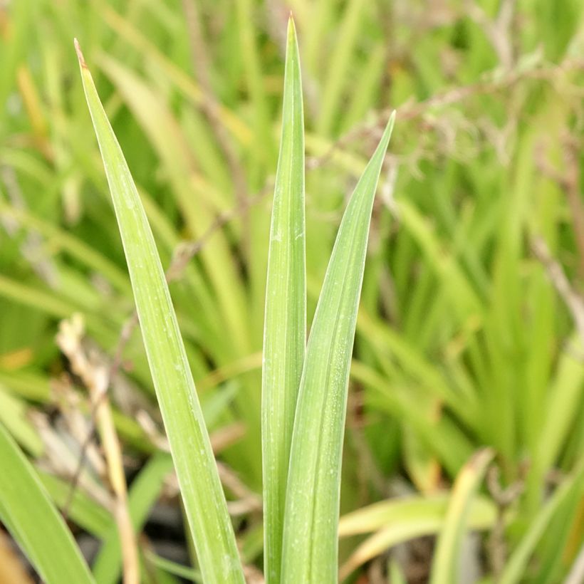 Hemerocallis Condilla (Follaje)