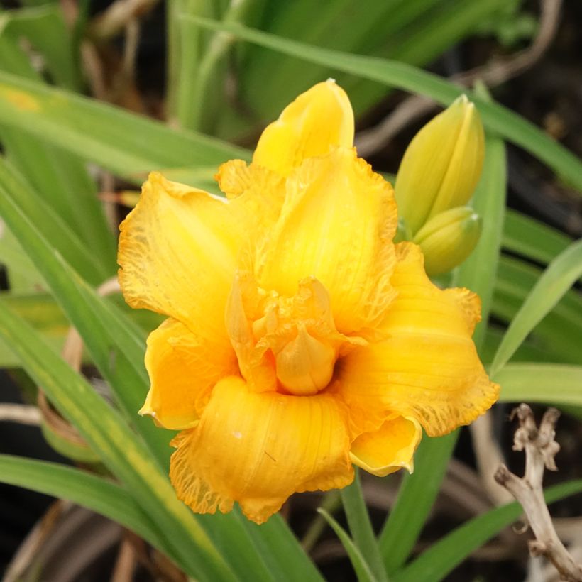 Hemerocallis Condilla (Floración)