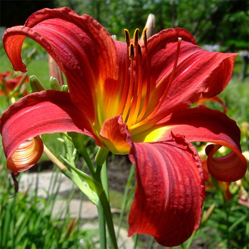 Hemerocallis Crimson Glory (Floración)