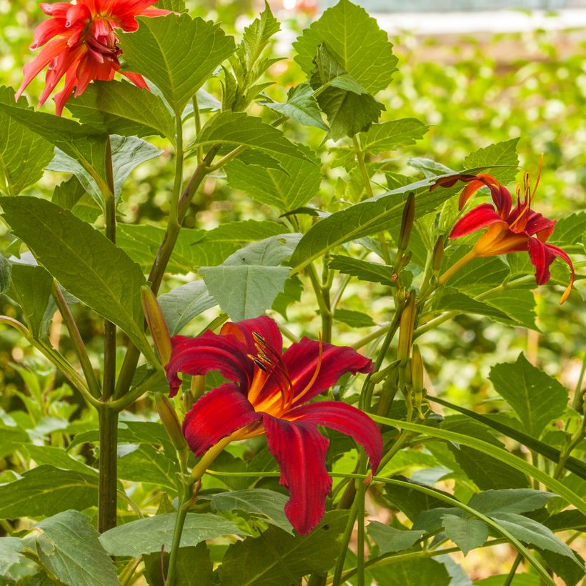 Hemerocallis Crimson Pirate (Porte)