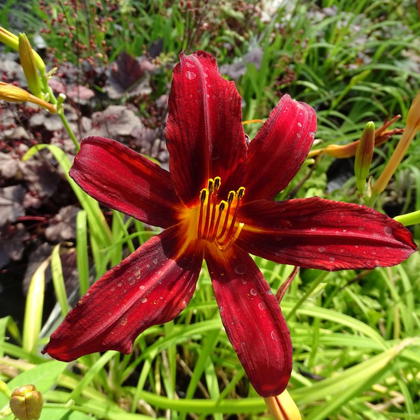 Hemerocallis Crimson Pirate (Floración)