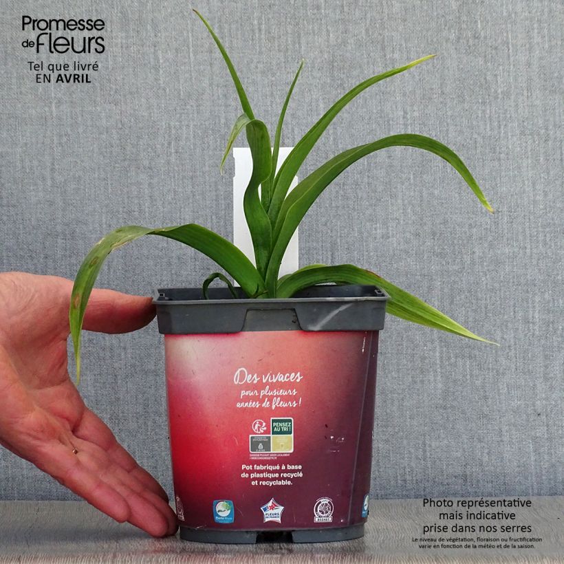 Hémérocalle Crimson Pirate - Lis d'un Jour rouge vif Pot de 2L/3L Ejemplar entregado en la primavera