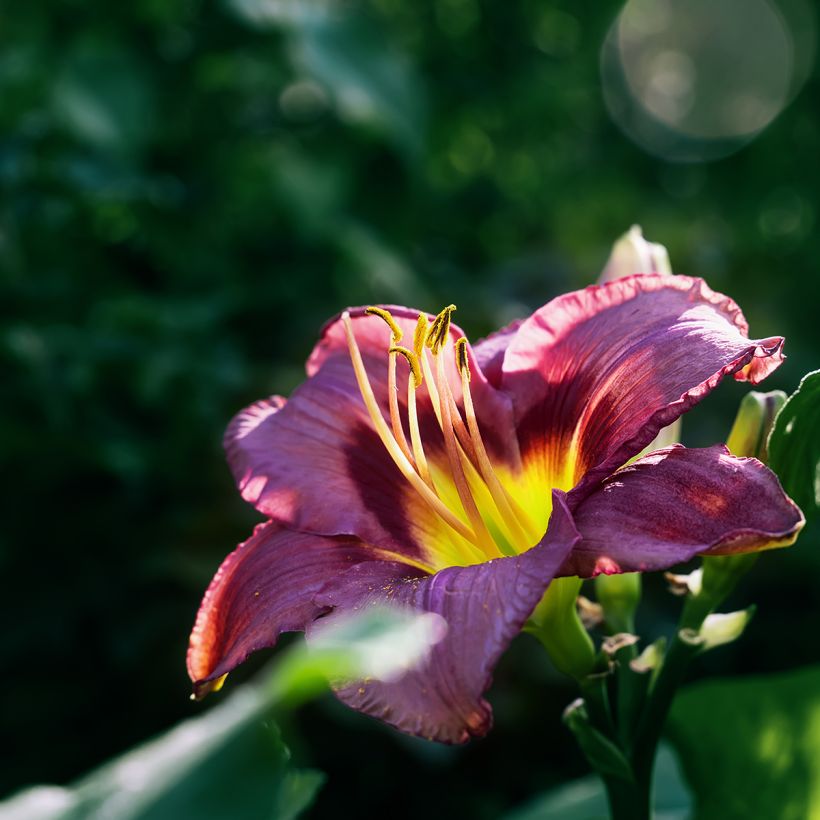 Hemerocallis Daring Deception (Floración)