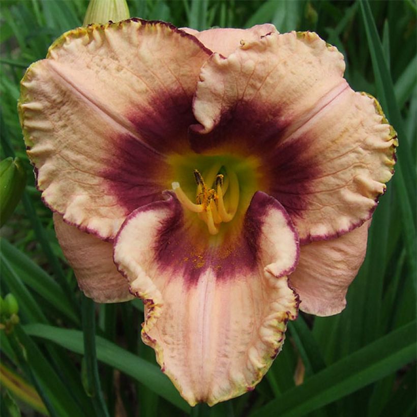 Hemerocallis Daring Dilemma (Floración)