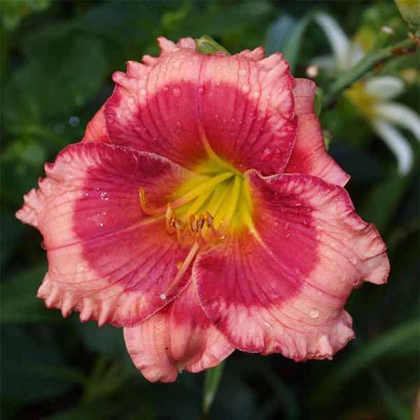 Hemerocallis Dragons Eye (Floración)