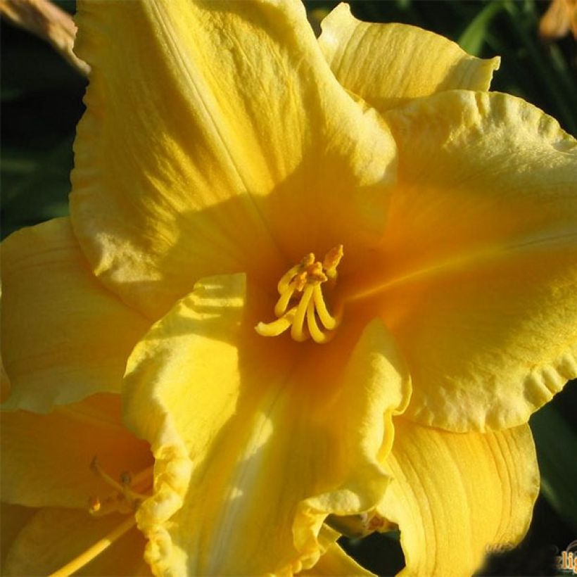 Hemerocallis Ed Kirchhoff (Floración)