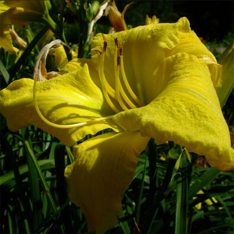 Hemerocallis Evening Bell (Floración)